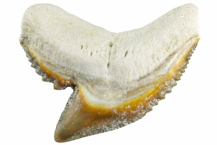 Colorful, Fossil Tiger Shark Tooth - Bone Valley, Florida #235598